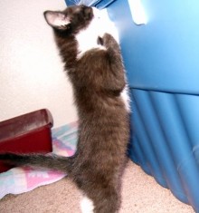 [picture of Tiana, a Domestic Short Hair black/white\ cat] 