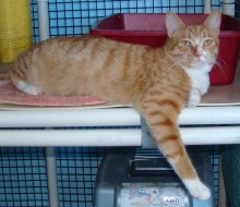 [another picture of Garfield, a Domestic Short Hair orange tabby/white\ cat] 