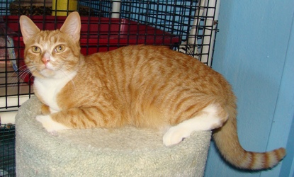[picture of Garfield, a Domestic Short Hair orange tabby/white cat]