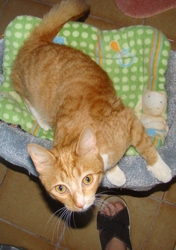 [picture of Garfield, a Domestic Short Hair orange tabby/white cat]