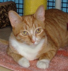 [picture of Garfield, a Domestic Short Hair orange tabby/white\ cat] 