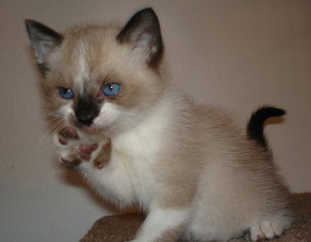[another picture of Doc, a Snowshoe-x \ cat] 