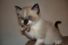 [picture of Doc, a Snowshoe-x \ cat] 