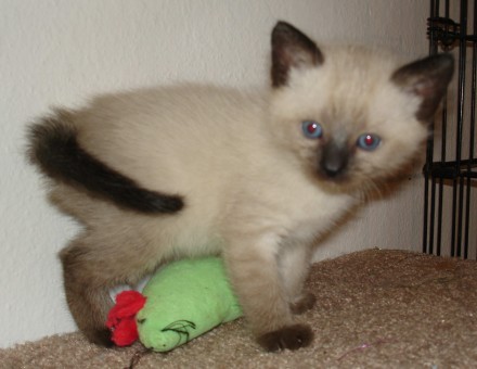 [another picture of Mickey, a Siamese/Domestic Short Hair-x chocolate point\ cat] 
