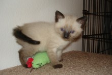 [picture of Mickey, a Siamese/Domestic Short Hair-x chocolate point\ cat] 