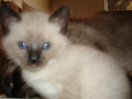 [another picture of Tigger, a Siamese/Domestic Short Hair-x chocolate point\ cat] 