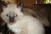 [picture of Tigger, a Siamese/Domestic Short Hair-x chocolate point\ cat] 