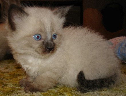 [another picture of Pooh, a Siamese/Domestic Medium Hair-x sealpoint\ cat] 