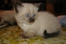 [picture of Pooh, a Siamese/Domestic Medium Hair-x sealpoint\ cat] 