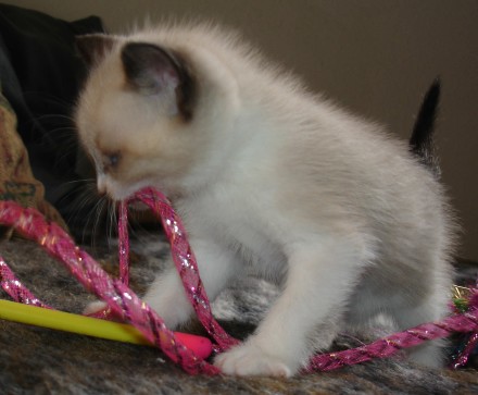 [another picture of Alice, a Snowshoe-x chocolate point\ cat] 