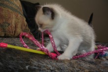 [picture of Alice, a Snowshoe-x chocolate point\ cat] 