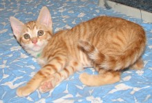 [another picture of Princess, a Domestic Short Hair orange tabby\ cat] 