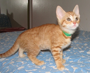 [picture of Princess, a Domestic Short Hair orange tabby cat]
