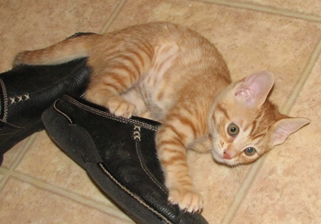 [picture of Princess, a Domestic Short Hair orange tabby cat]