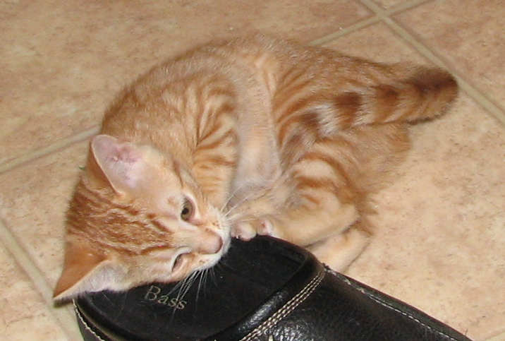 [picture of Princess, a Domestic Short Hair orange tabby cat]