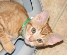 [picture of Princess, a Domestic Short Hair orange tabby\ cat] 