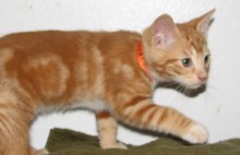 [another picture of Theodore, a Domestic Short Hair orange classic tabby\ cat] 