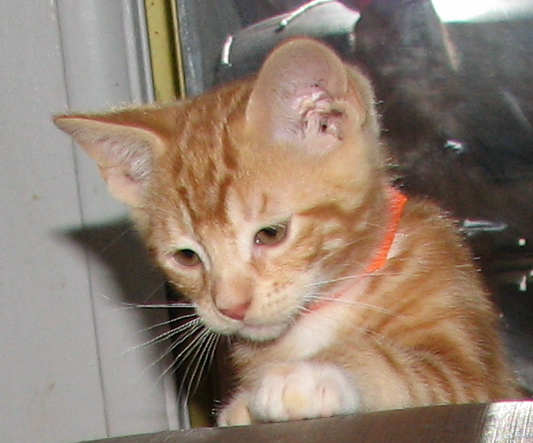 [picture of Theodore, a Domestic Short Hair orange classic tabby cat]