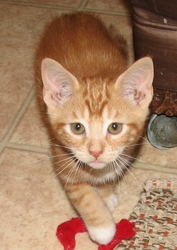 [picture of Theodore, a Domestic Short Hair orange classic tabby cat]