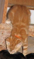 [picture of Theodore, a Domestic Short Hair orange classic tabby cat]