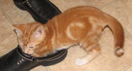 [picture of Theodore, a Domestic Short Hair orange classic tabby cat]