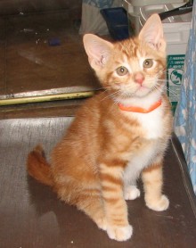 [picture of Theodore, a Domestic Short Hair orange classic tabby\ cat] 