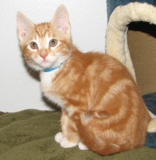 [another picture of Alvin, a Domestic Short Hair orange classic tabby\ cat] 