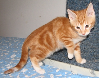 orange classic tabby