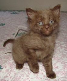 [another picture of Bruno, a Havana Brown brown\ cat] 