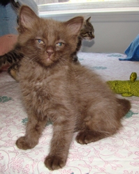 [picture of Bruno, a Havana Brown brown cat]