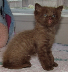 [picture of Bruno, a Havana Brown brown cat]