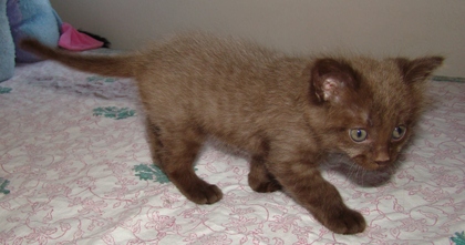 [picture of Bruno, a Havana Brown brown cat]