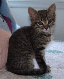[another picture of Matilda, a Domestic Short Hair gray tabby\ cat] 