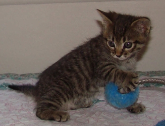 [picture of Matilda, a Domestic Short Hair gray tabby cat]