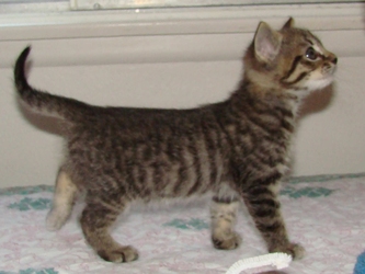 [picture of Matilda, a Domestic Short Hair gray tabby cat]