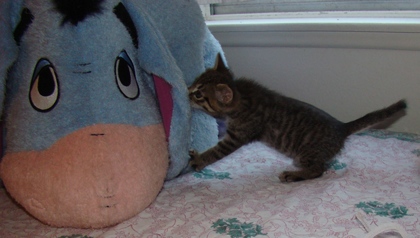 [picture of Matilda, a Domestic Short Hair gray tabby cat]