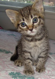 [picture of Matilda, a Domestic Short Hair gray tabby\ cat] 