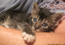 [another picture of Malachite, a Domestic Short Hair tabby/white\ cat] 
