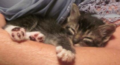 [picture of Malachite, a Domestic Short Hair tabby/white cat]