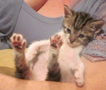 [another picture of Dude Where's My Car?, a Domestic Short Hair gray tabby/white\ cat] 