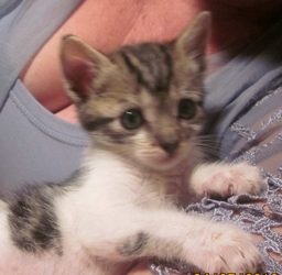 [picture of Dude Where's My Car?, a Domestic Short Hair gray tabby/white cat]