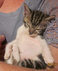 [picture of Dude Where's My Car?, a Domestic Short Hair gray tabby/white cat]