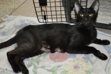 [another picture of Hannah, a Domestic Short Hair black\ cat] 
