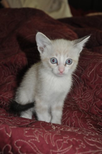 [picture of Hunter, a Siamese-x sealpoint\ cat] 