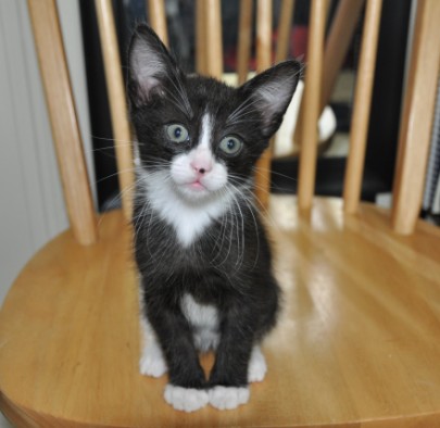 [picture of Johnny Cat, a Domestic Short Hair black/white\ cat] 