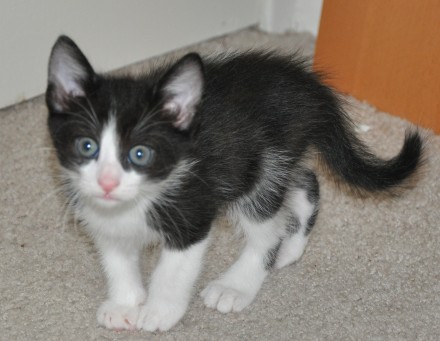 [picture of Jackson, a Domestic Short Hair black/white\ cat] 