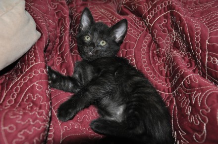 [picture of Puma, a Domestic Short Hair black\ cat] 