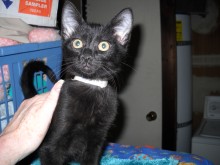 [another picture of Snake Eyes, a Domestic Short Hair black\ cat] 