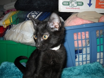 [picture of Snake Eyes, a Domestic Short Hair black cat]
