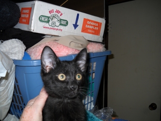 [picture of Snake Eyes, a Domestic Short Hair black cat]